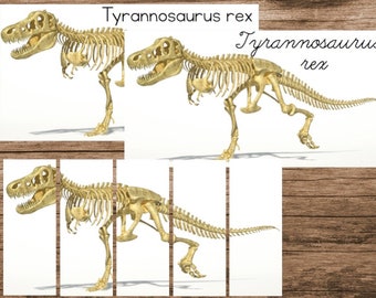 May include: A skeletal reconstruction of a Tyrannosaurus Rex dinosaur. The skeleton is posed in a walking position with its head held high. The skeleton is a light gold color and is set against a white background.