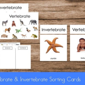 Tarjetas de clasificación de vertebrados e invertebrados en inglés
