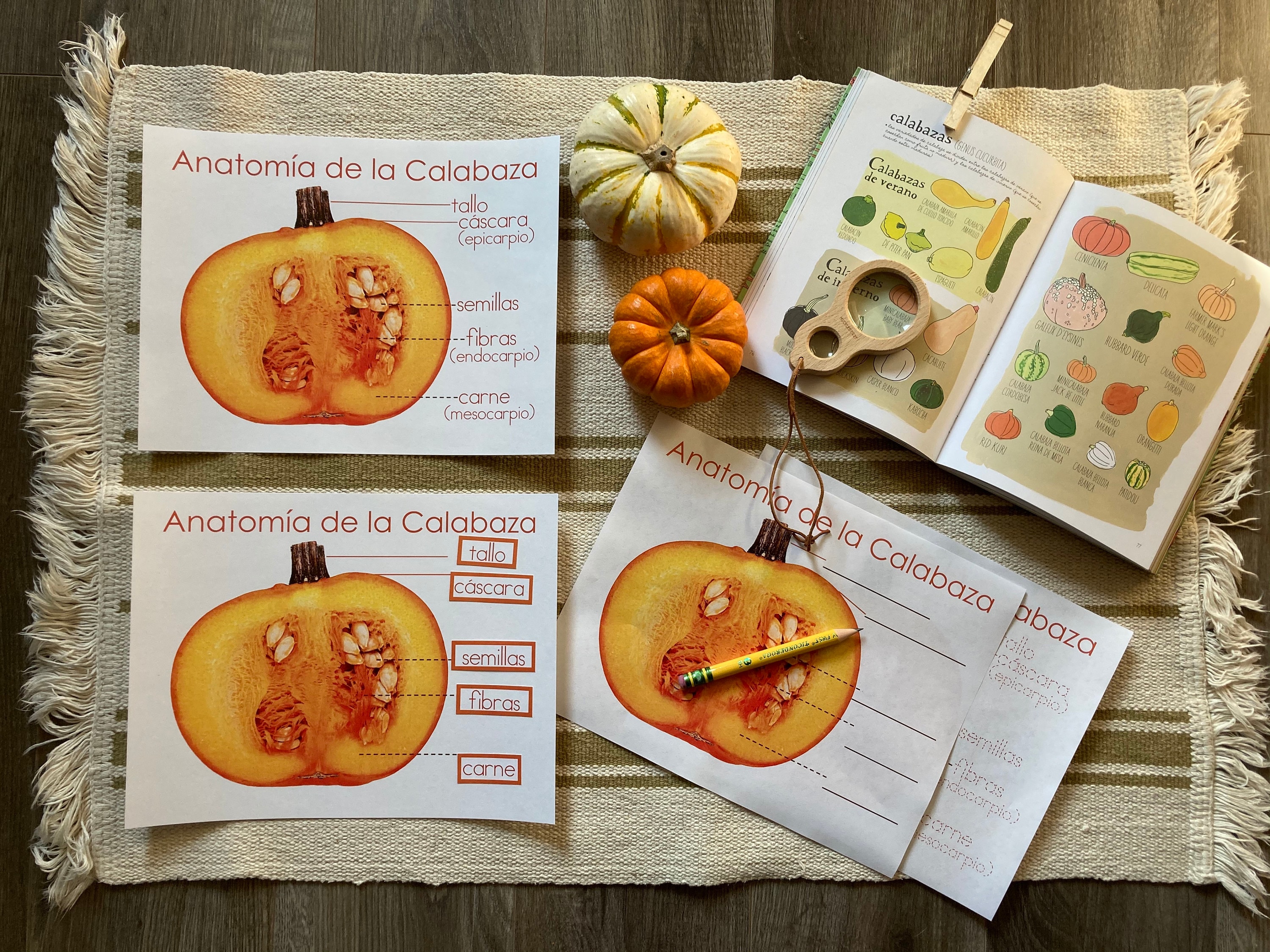 Pumpkin Anatomy Poster in Spanish Etsy