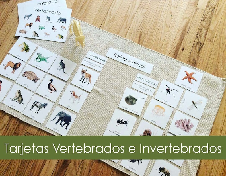 Pode incluir: Um conjunto de flashcards coloridas com ilustra&ccedil;&otilde;es de v&aacute;rios animais, classificados como vertebrados e invertebrados. Os cart&otilde;es est&atilde;o etiquetados em espanhol com as palavras "Vertebrado" e "Invertebrado". O t&iacute;tulo "Reino Animal" tamb&eacute;m &eacute; vis&iacute;vel nos cart&otilde;es.