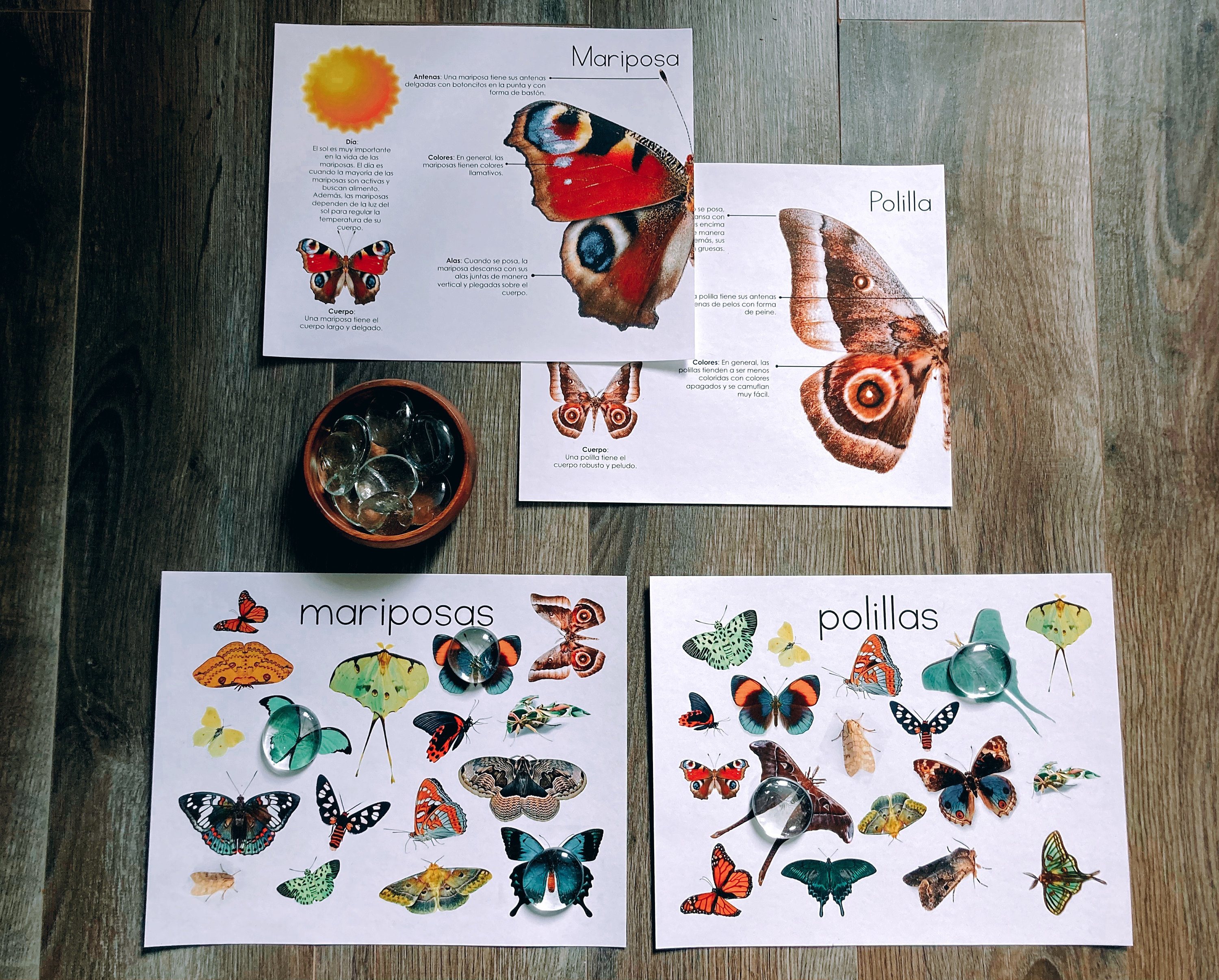 Butterflies & Activity Comparison Spanish Etsy UK