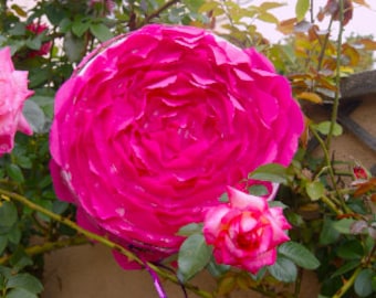 Piñata pink flowers