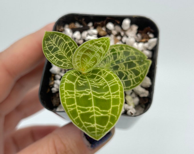 Macodes Petola lightning Bolt Jewel Orchid rooting Cutting Etsy