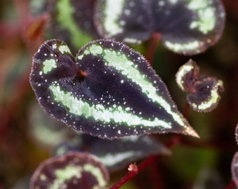 PROPAGATE TO ORDER - Begonia curtisii ‘Milky Way’