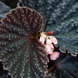 Begonia 'Magiya' NON-EXACT Bild 1