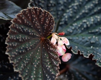 Begonia 'Magiya' (NON-EXACT)