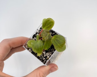 2 5 Rare Trailing Begonia Compacta House Plant Etsy
