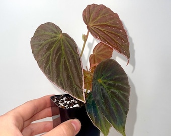 One FREE Per Item Purchased Begonia Botanicaz 111 V.3 (Can acclimate to house conditions)