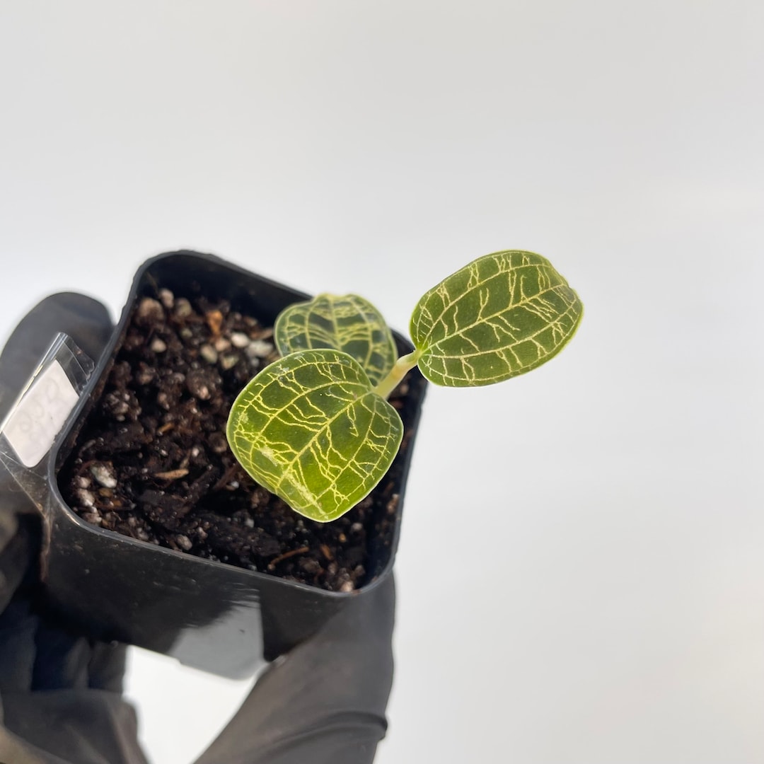 Macodes Petola lightning Bolt Jewel Orchid Rooting CUTTING Etsy