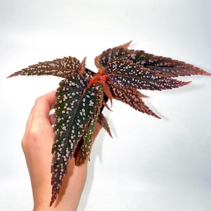 May include: A Begonia plant with dark green leaves speckled with white spots and edged with pink. The plant has a reddish stem and is held against a white background. The leaves are long and pointed, creating a striking contrast.