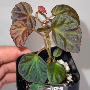 Begonia Botánica 85