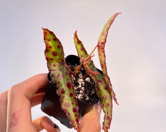 READY SOON Begonia sp. amphioxus (Can acclimate to house conditions)