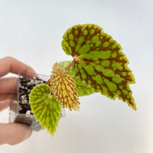 PRÓXIMAMENTE DISPONIBLE Begonia sp. chlorosticta