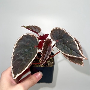 May include: A small potted plant with dark green leaves edged in white and red stems. The leaves have a textured appearance with small white spots. The plant is in a small black square pot. The plant is held in a hand.