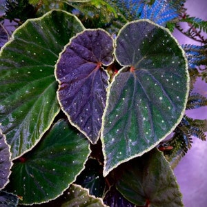 Begonia ‘Botanicaz 56’ (non-exact)