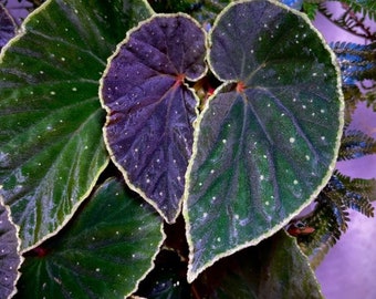 Begonia ‘Botanicaz 56’ (non-exact)