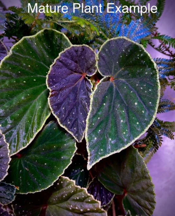 READY SOON Begonia Botanicaz 56 V.1 (small) - Etsy