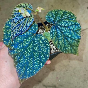 May include: A close-up of a begonia plant with large, textured leaves. The leaves are a deep teal color, speckled with light green spots. Delicate white and yellow flowers bloom from the stem. The plant is in a small black pot.