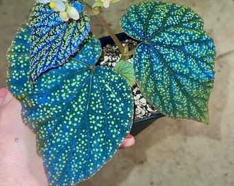 Begonia Rouge Variegated - Etsy
