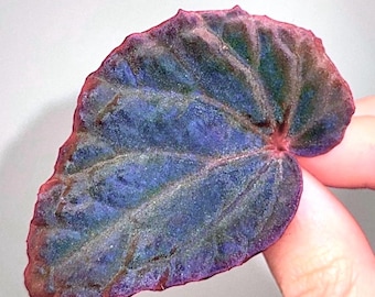 LEAF CUTTING Begonia Botanicaz 115 V.8
