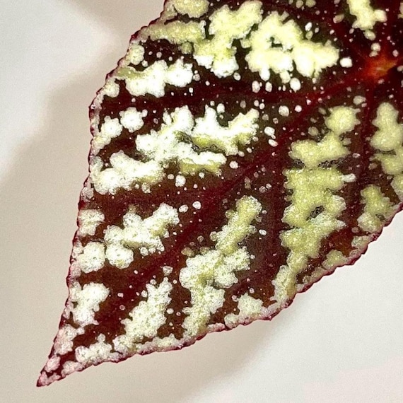 GOUJIN × BOTANIZE (A) PROPAGATE TO ORDER Begonia Botanicaz 7 'pink Urchin' - Etsy