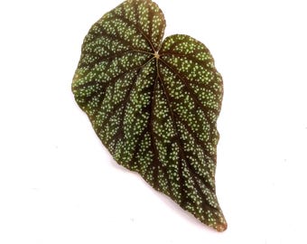 LEAF CUTTING Begonia Botanicaz 135