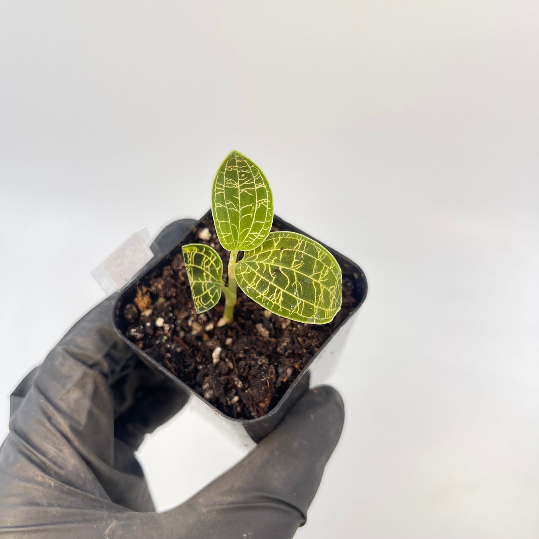 Macodes Petola lightning Bolt Jewel Orchid Rooting CUTTING Etsy