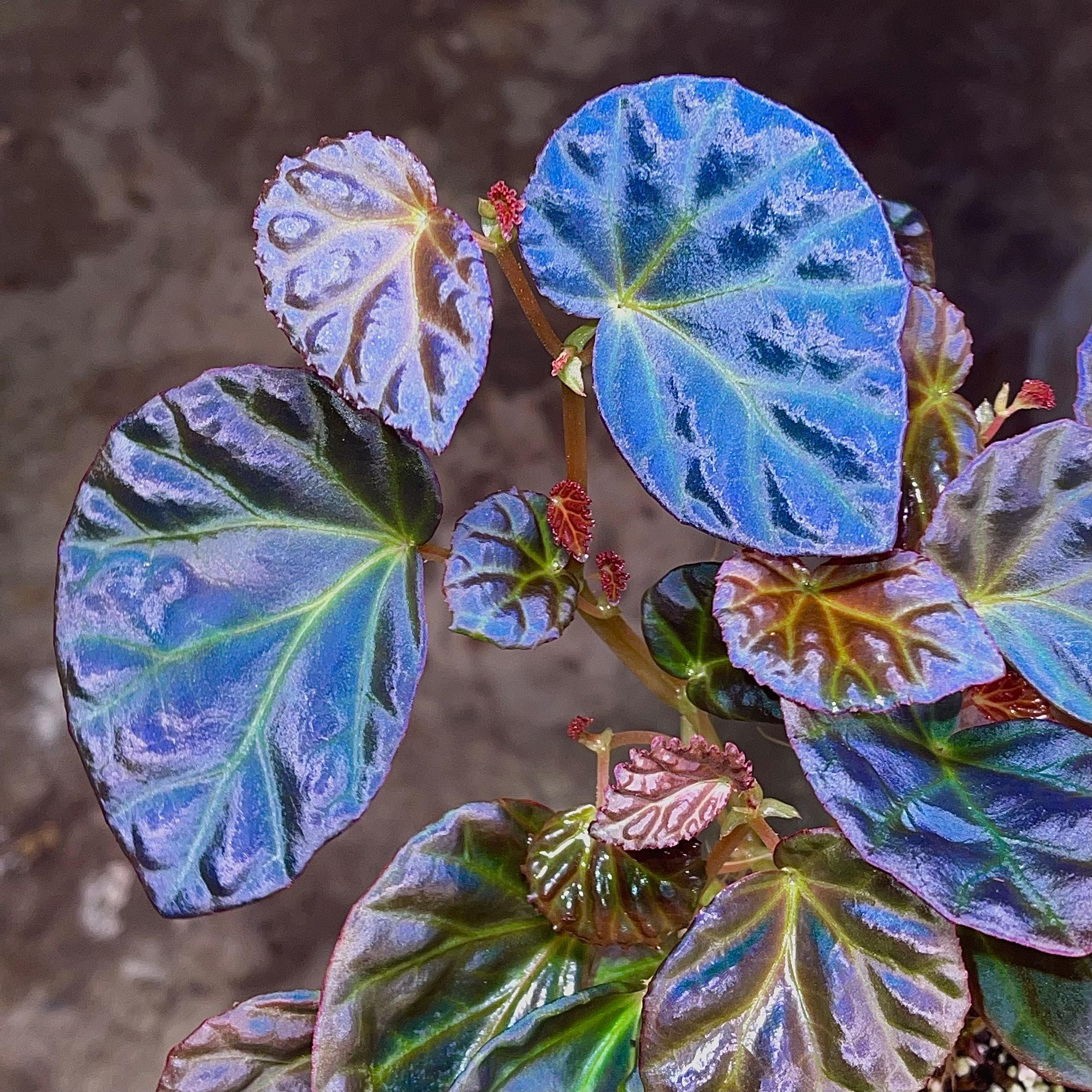 Rajah Begonia - Etsy
