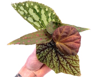 BEGONIA CUTTING COMBO 3 (Leaf Cuts) Botanicaz 222, Botanicaz 135, Botanicaz 85 V.1, and Two Botanicaz 33