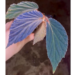 Begonia Botanicaz 77
