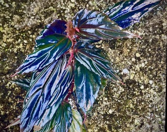 READY SOON Begonia Botanicaz 121 'Blue Lotus'