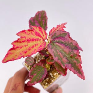 PROPAGATE TO ORDER Begonia Sp. 'crazy Pink' - Etsy