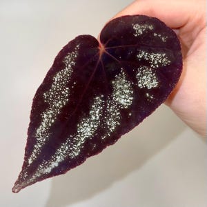 LEAF CUTTING Begonia Botanicaz 105 V.3 (Can acclimate to house conditions) Fragrant Blooms