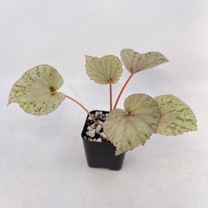 Begonia rubiteae x Begonia amphioxus Hybrid image 3