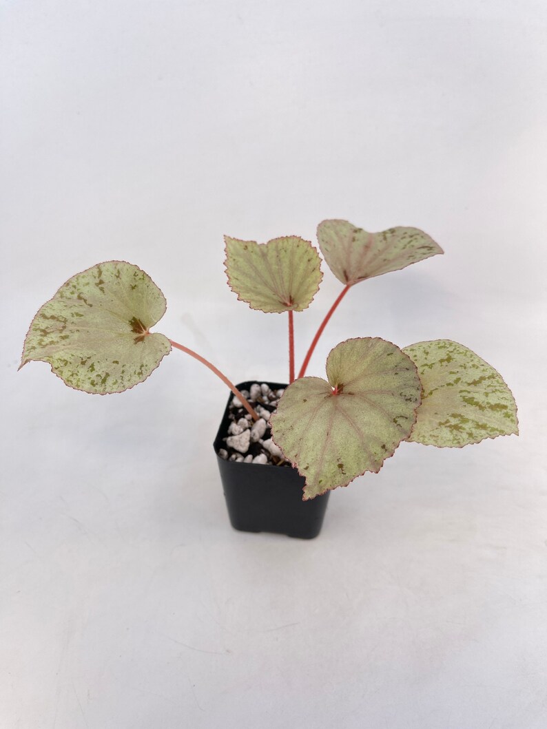 Begonia rubiteae x Begonia amphioxus Hybrid image 3