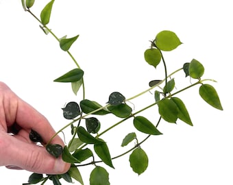 HOYA CUTTING COMBO Hoya Bella Top Cuts (x2) Hoya Endauensis, Hoya Curtisii