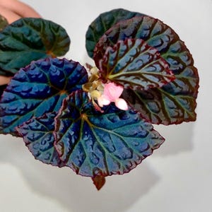 Begonia Botanicaz 115 V.4 Fragrant Blooms