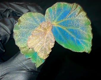 TOP CUTTING Begonia Botanicaz 40 V.1