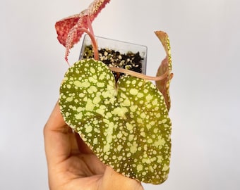 Begonia ‘Diamond Drip’ (AKA Botanicaz 36)