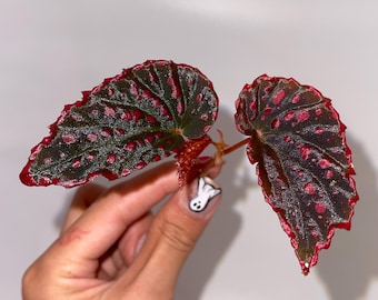 Philodendron Verrucosum Red Back LARGE Rare Aroid Plant NOT TC - Etsy