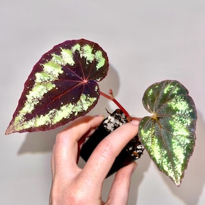 One FREE Per Item Purchased Begonia Botanicaz 105 V.1 (Can acclimate to house conditions)