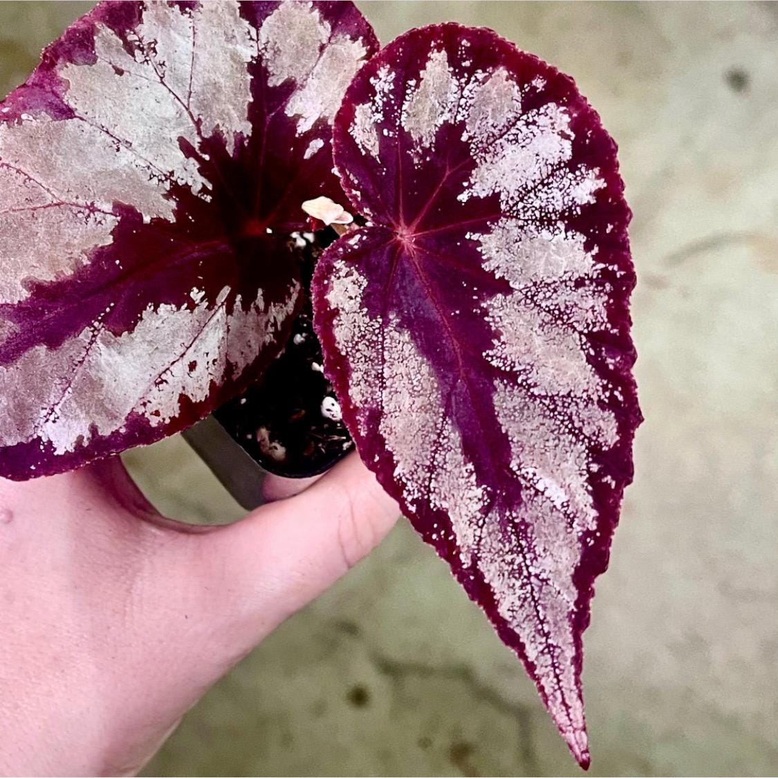 Botanicaz 105 - Etsy