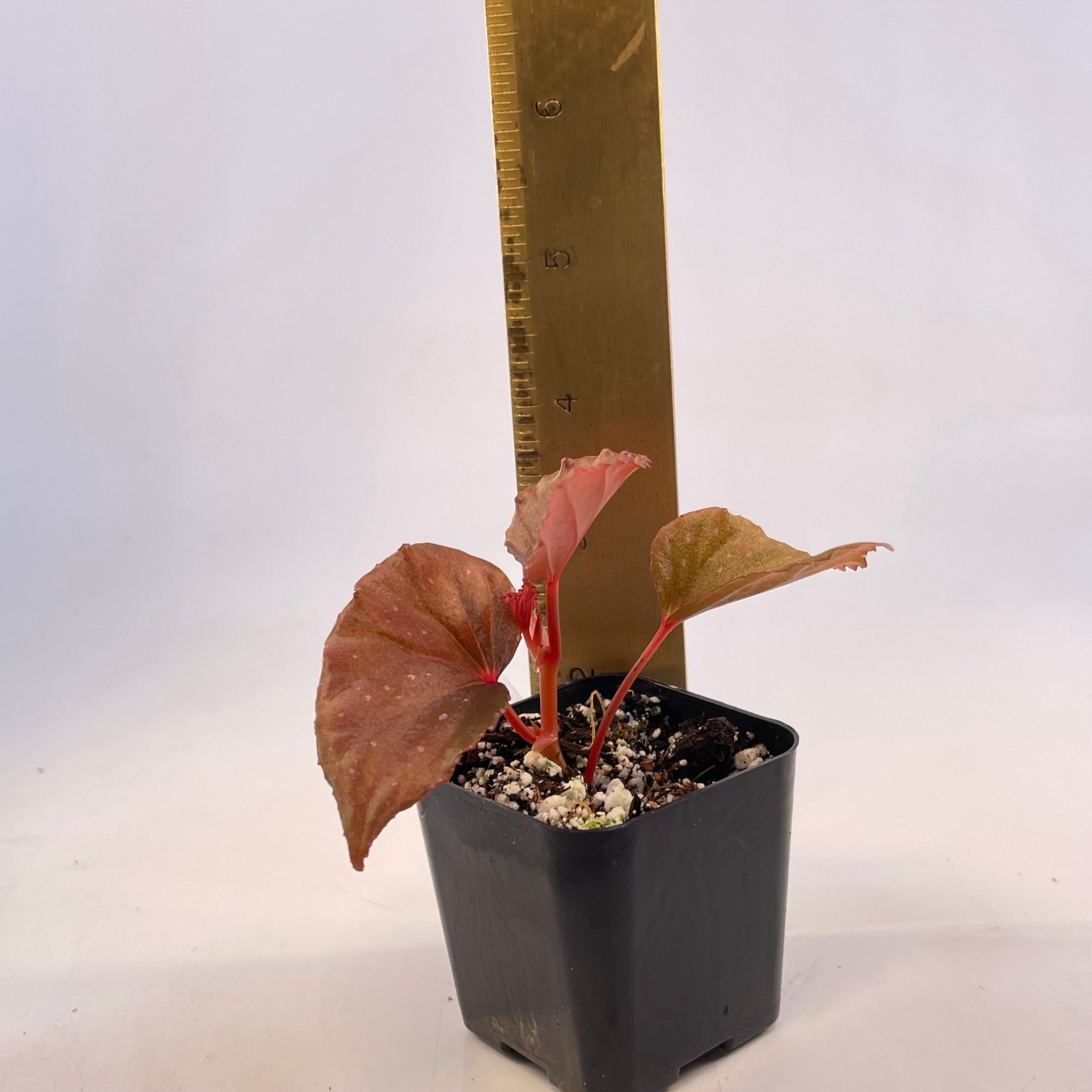 PROPAGATE TO ORDER Begonia Botanicaz 88 V.1 (can Acclimate