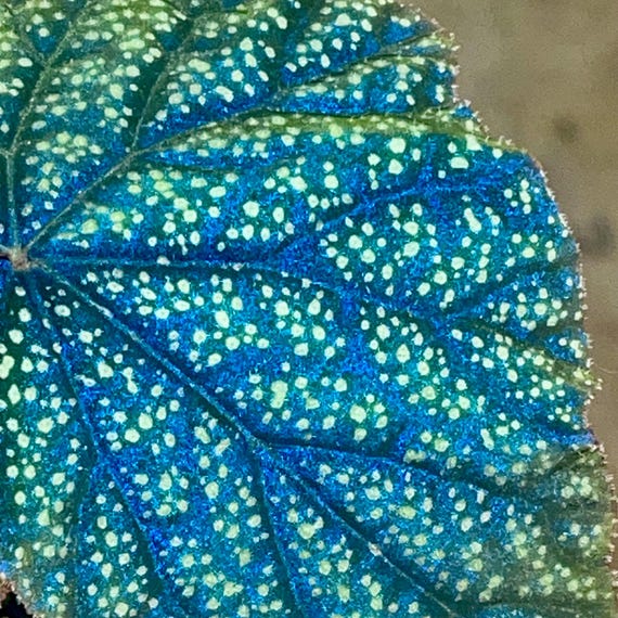 Pre-order DEPOSIT Begonia Botanicaz 135 (deposit Only) - Etsy