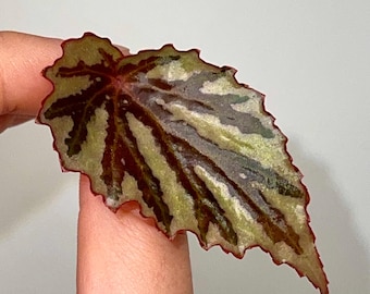 LEAF CUTTING Begonia Irian Jaya - Fragrant Blooms