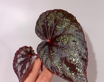 TOP CUTTING Begonia Botanicaz 80 V.3 (Can acclimate to house conditions)