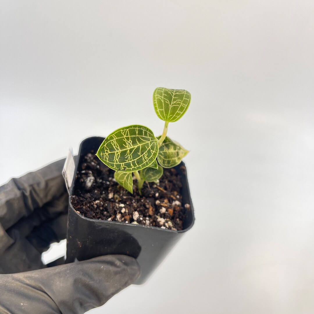 Macodes Petola lightning Bolt Jewel Orchid Rooting CUTTING Etsy