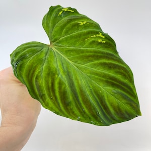 May include: A large, heart-shaped green leaf with prominent veins and a few yellow spots.