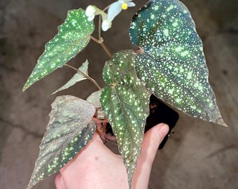 Begonia Botanicaz 79 V.5 (Can acclimate to house conditions)