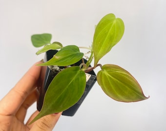 Reverted Variegated Philodendron micans (One FREE per item purchased)